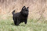 SCHIPPERKE 373